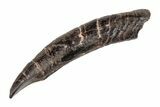 Fossil Pygmy Sperm Whale (Kogiopsis) Tooth - South Carolina #204273-1